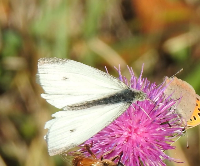 Pieris rapae - répalepke