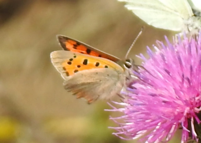 Lycaena phlaeas - közönséges tűzlepke