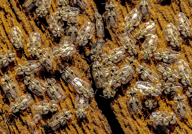 Corythucha ciliata - platán-csipkéspoloska