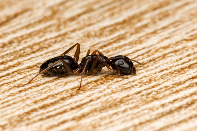 Camponotus fallax - ligeti lóhangya