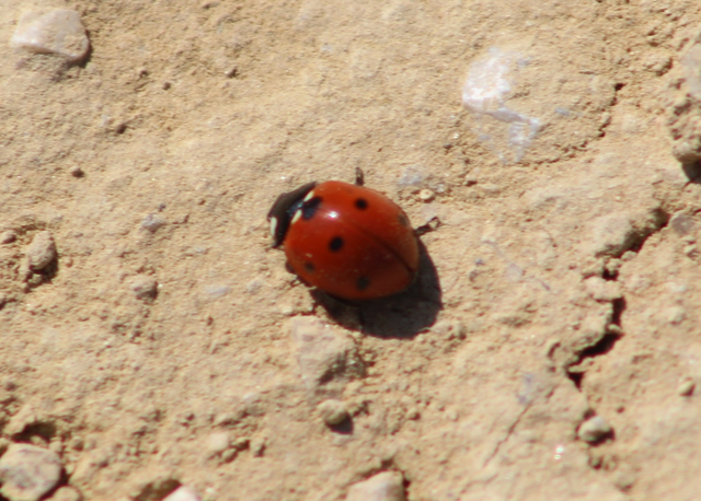Coccinella septempunctata - hétpettyes katica