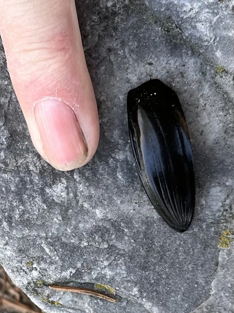 Hydrophilus