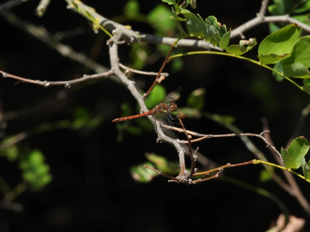 Sympetrum striolatum - harántsávos katona-szitakötő