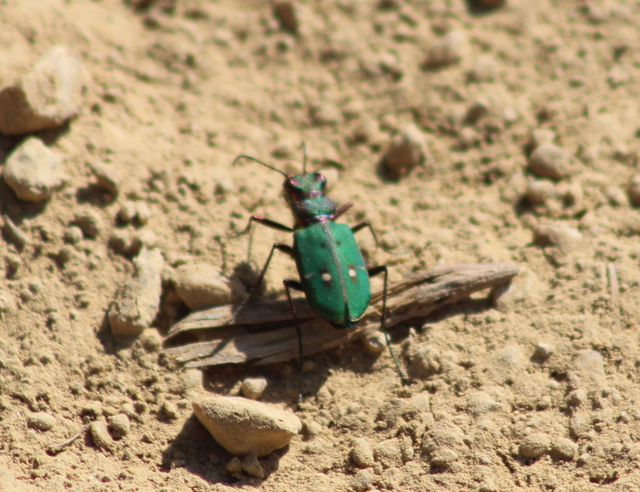 Cicindela campestris - mezei homokfutrinka