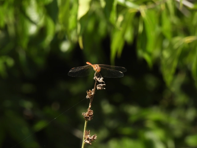 Sympetrum meridionale - fakó katona-szitakötő