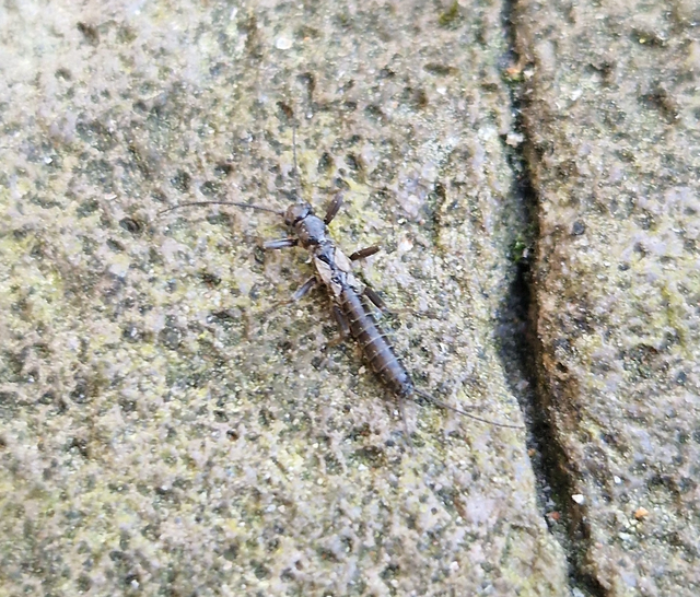Zwicknia bifrons