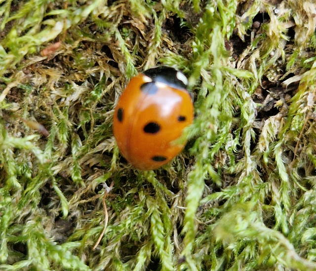 Coccinella septempunctata - hétpettyes katica