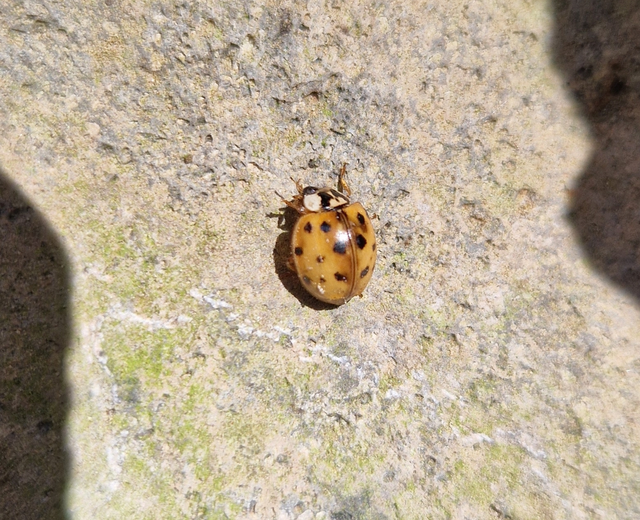 Harmonia axyridis - harlekinkatica