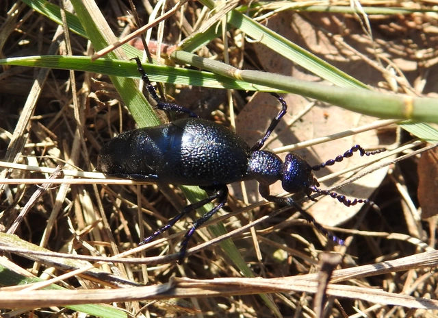 Meloe proscarabaeus - közönséges nünüke