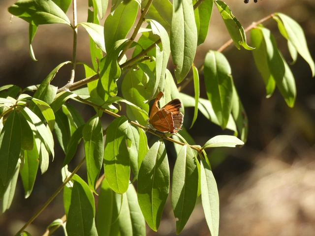 Thecla betulae - nyírfalepke