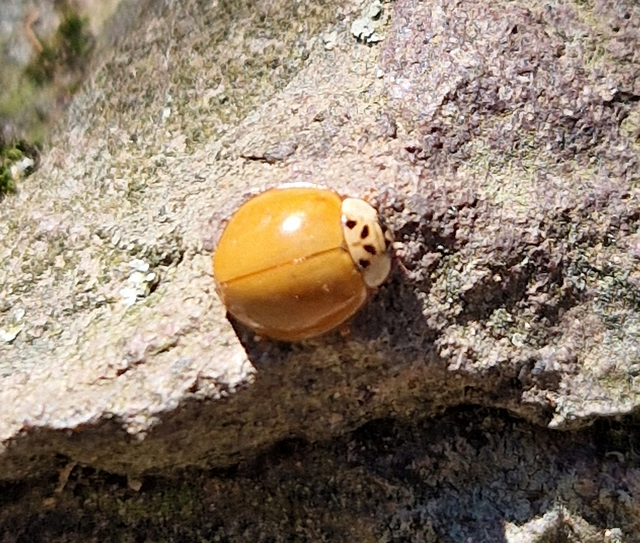 Harmonia axyridis - harlekinkatica