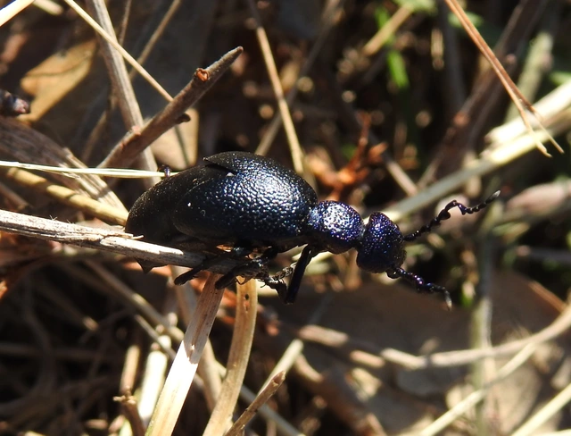 Meloe proscarabaeus - közönséges nünüke