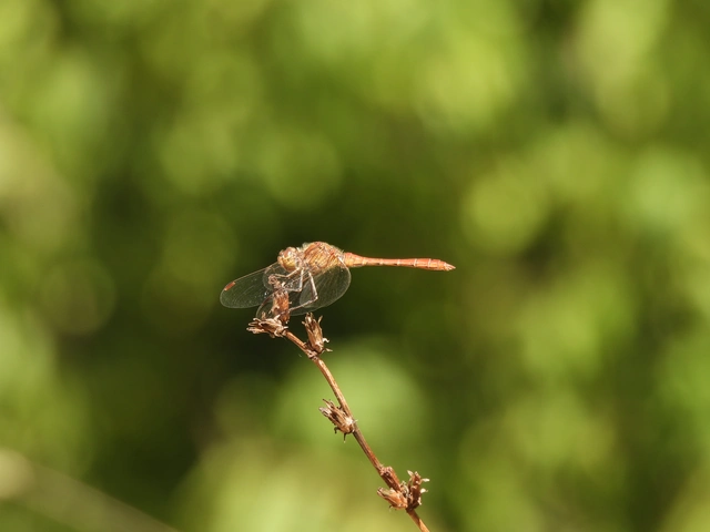 Sympetrum meridionale - fakó katona-szitakötő