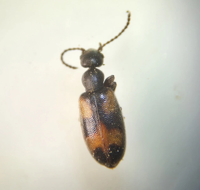 Anthicus antherinus - közönséges fürgebogár