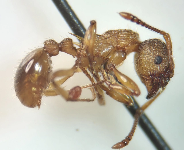 Myrmica sabuleti - gyakori bütyköshangya