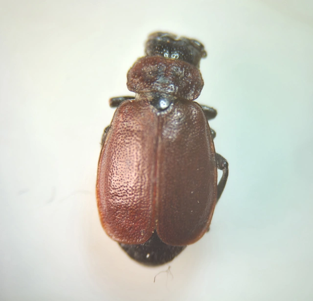 Galeruca melanocephala - lapos olajosbogár