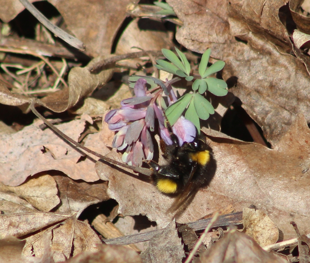 Bombus haematurus - mediterrán poszméh
