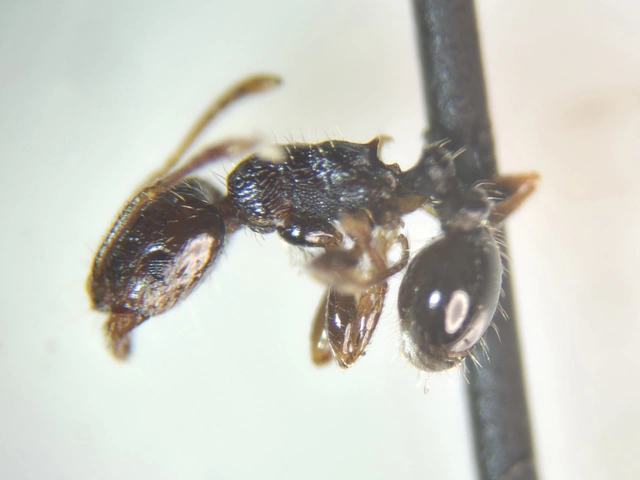 Tetramorium
