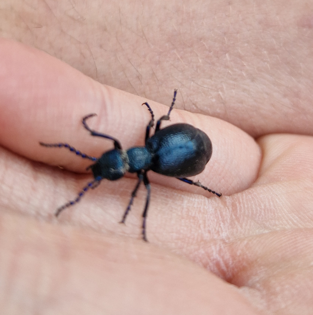 Meloe proscarabaeus - közönséges nünüke