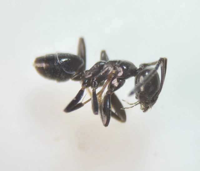 Tapinoma erraticum - kóborhangya