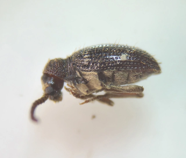 Ptinus