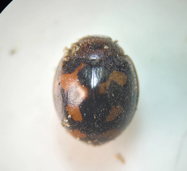 Subcoccinella vigintiquatuorpunctata - lucernaböde