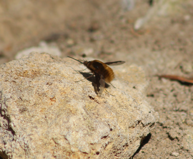Bombylius major - szegélyes pöszörlégy