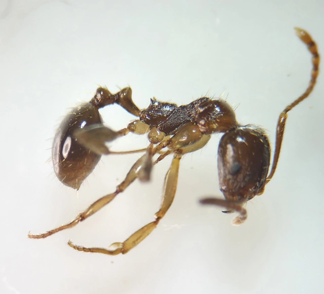Aphaenogaster subterranea - vörös karcsúhangya
