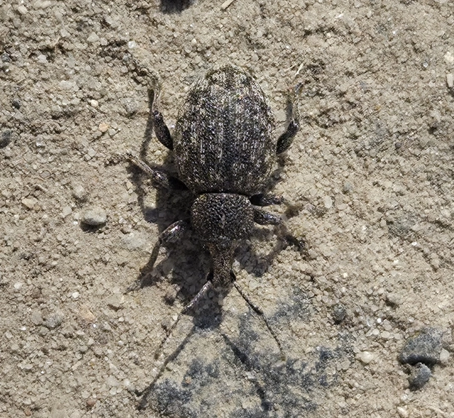 Otiorhynchus ligustici - vincellér-gyalogormányos