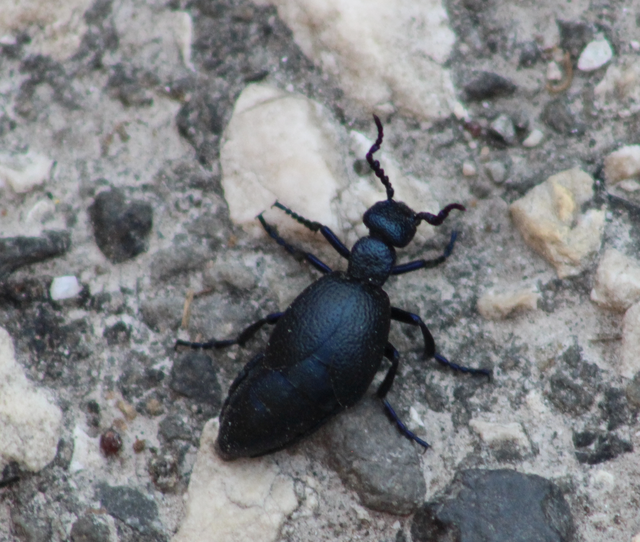 Meloe proscarabaeus - közönséges nünüke