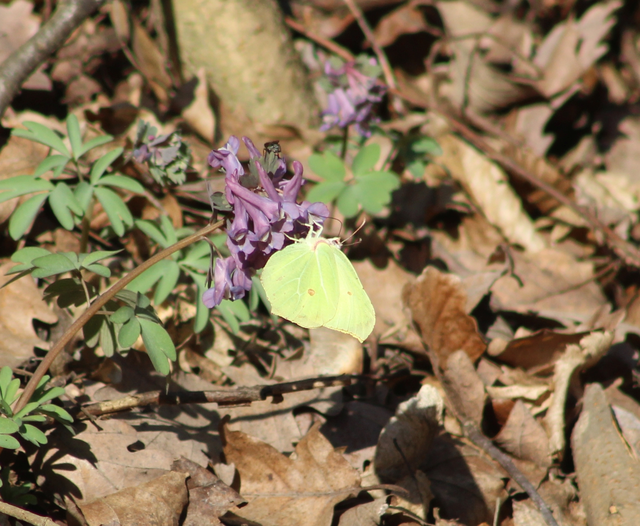 Gonepteryx rhamni - citromlepke