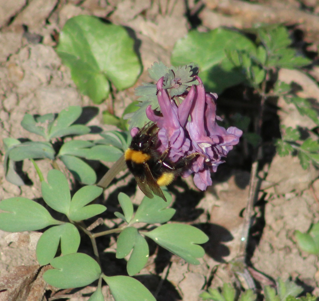 Bombus haematurus - mediterrán poszméh