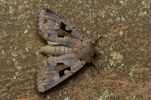 Orthosia gothica - feketefoltos barkabagoly