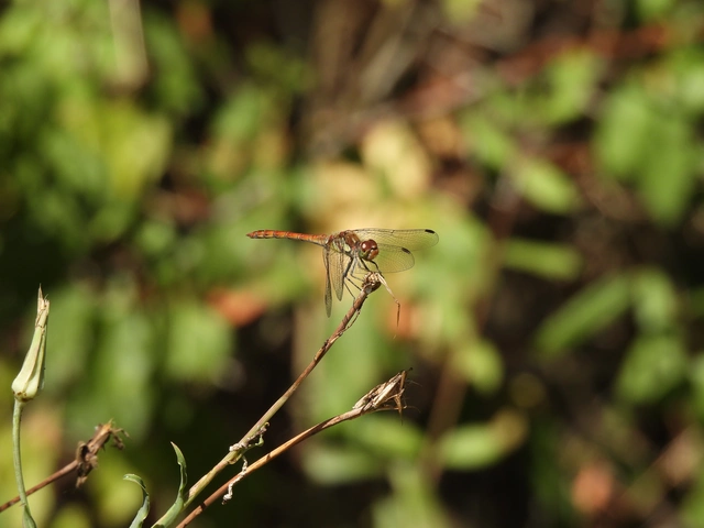 Sympetrum striolatum - harántsávos katona-szitakötő