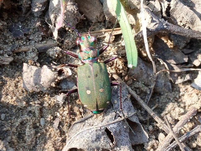 Cicindela campestris - mezei homokfutrinka