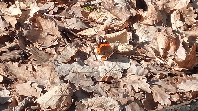 Vanessa atalanta - atalantalepke