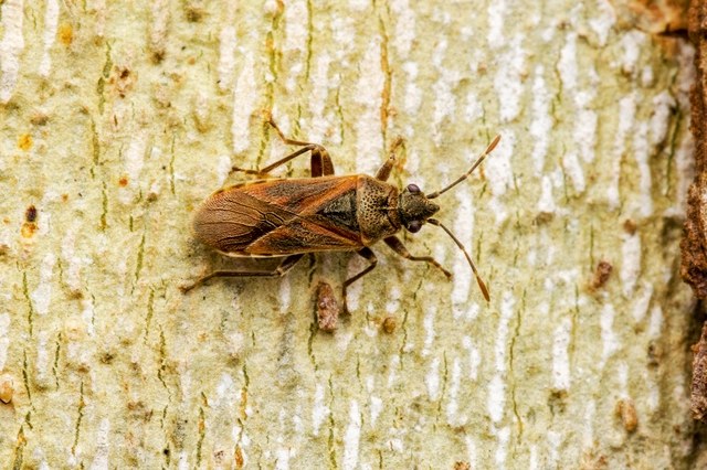 Arocatus longiceps - platánbodobács