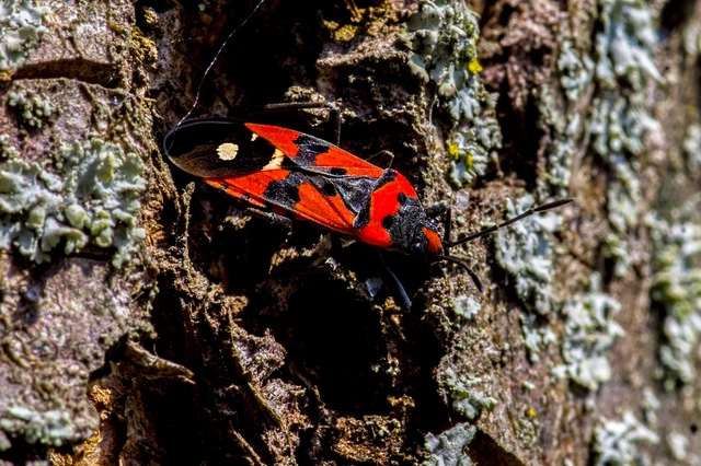 Lygaeus equestris/simulans
