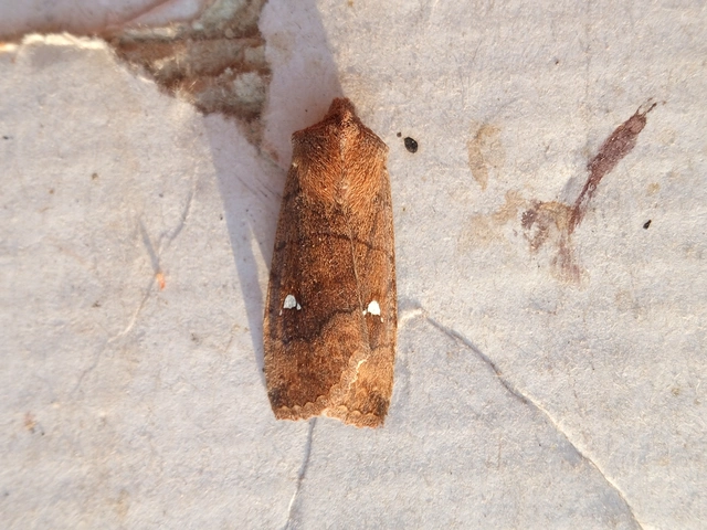 Eupsilia transversa - holdacskás télibagoly