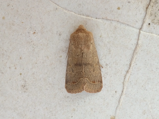 Orthosia cerasi - közepes barkabagoly