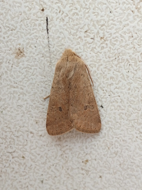 Orthosia cruda - kis barkabagoly