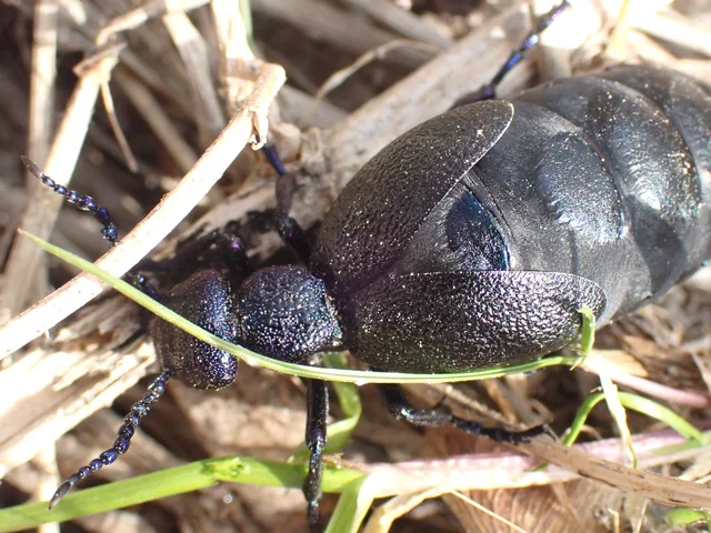 Meloe proscarabaeus - közönséges nünüke