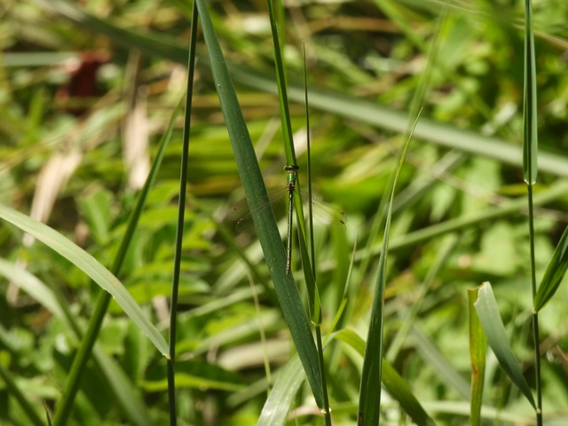 Lestes virens vestalis - kis rablószitakötő