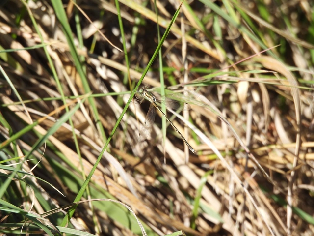 Lestes barbarus - foltosszárnyjegyű rablószitakötő