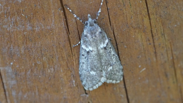 Diurnea fagella - szürke tavaszimoly