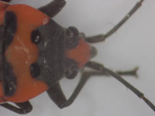 Lygaeus simulans - hamis lovagbodobács