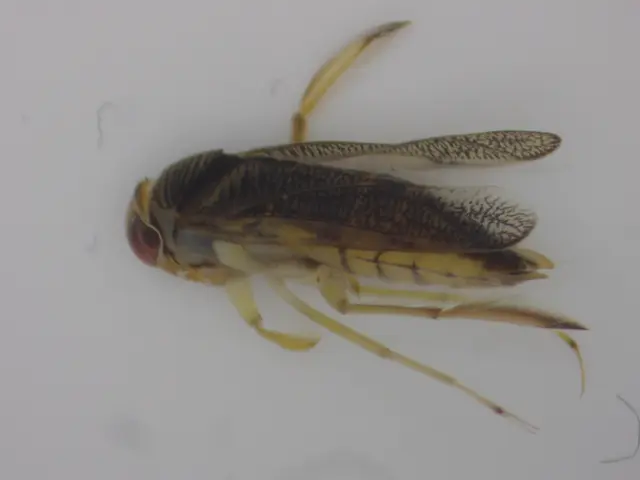 Corixidae - búvárpoloskák Corixidae - búvárpoloskák
