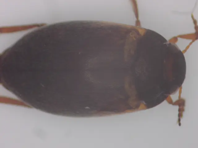 Hydroporus