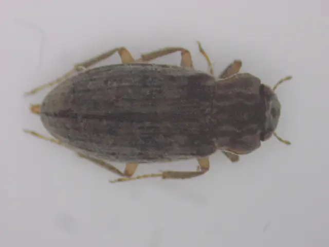 Helophorus Helophorus