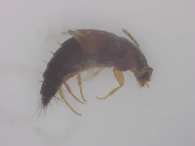 Tachyporus nitidulus - kis kószaholyva
